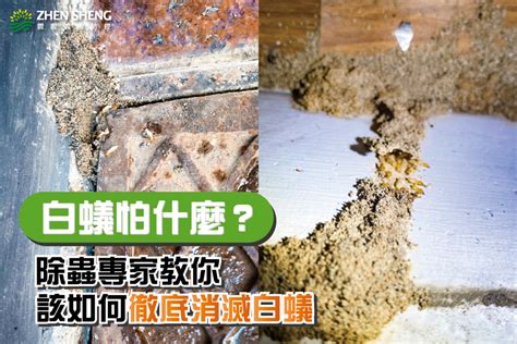 白蟻 出現 代表 什麼 風水|白蟻出現代表什麼？白蟻該如何根治？震陞除蟲專家推。